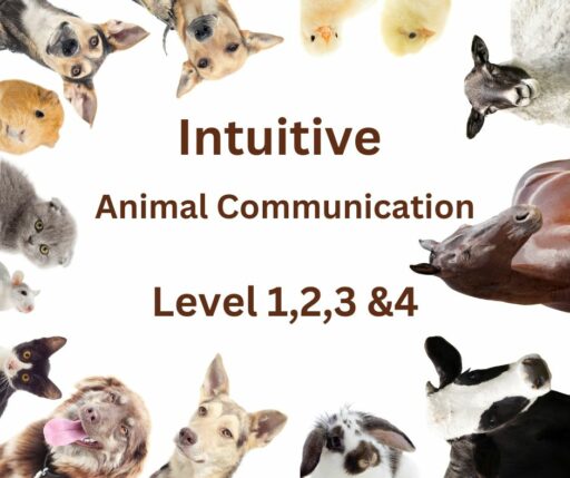 Intuitive Animal Communication Level 1,2 ,3 & 4